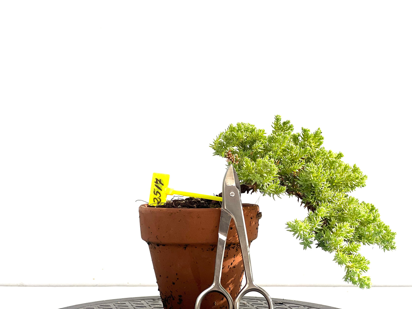 Juniperus Procumbens Nana 2517