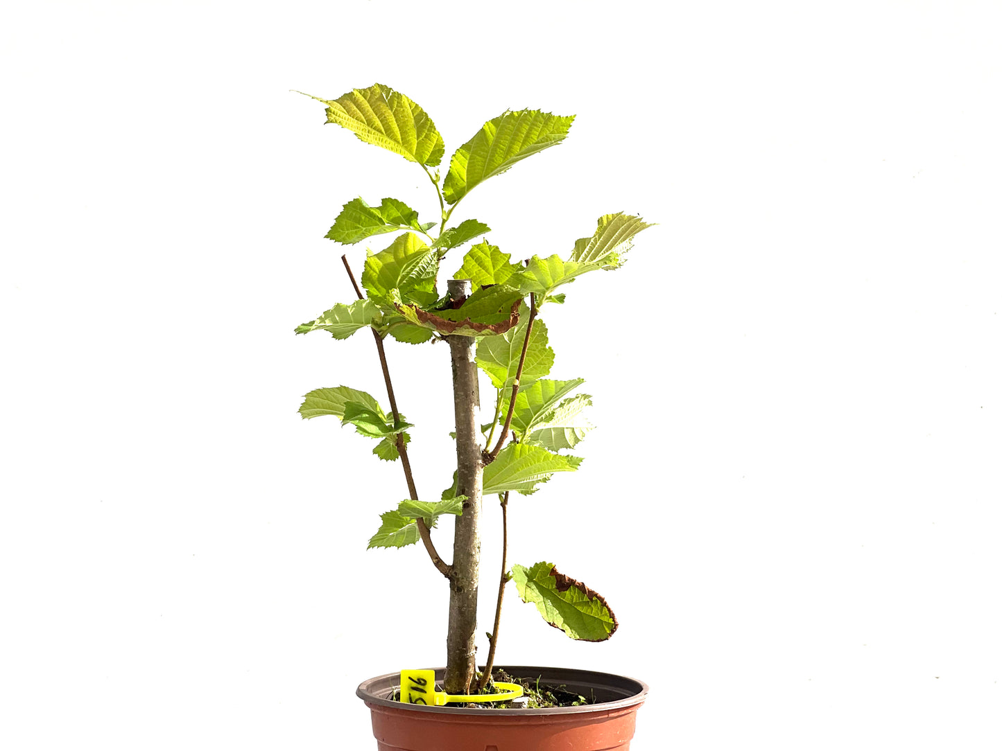 Corylus 2516