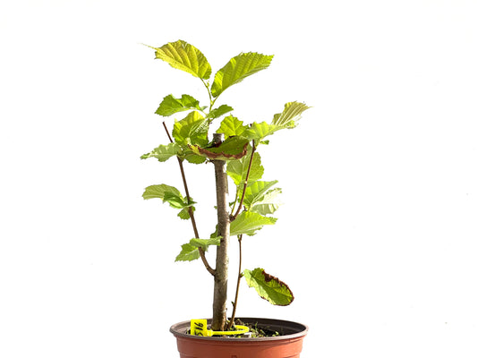 Corylus 2516