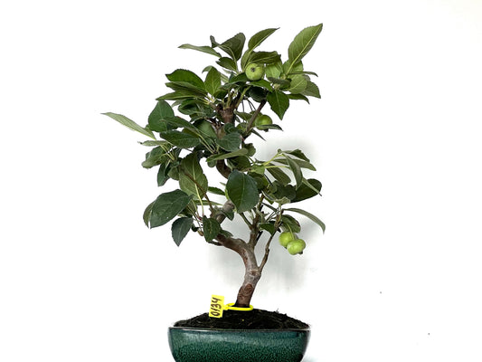 Malus Everest 0134