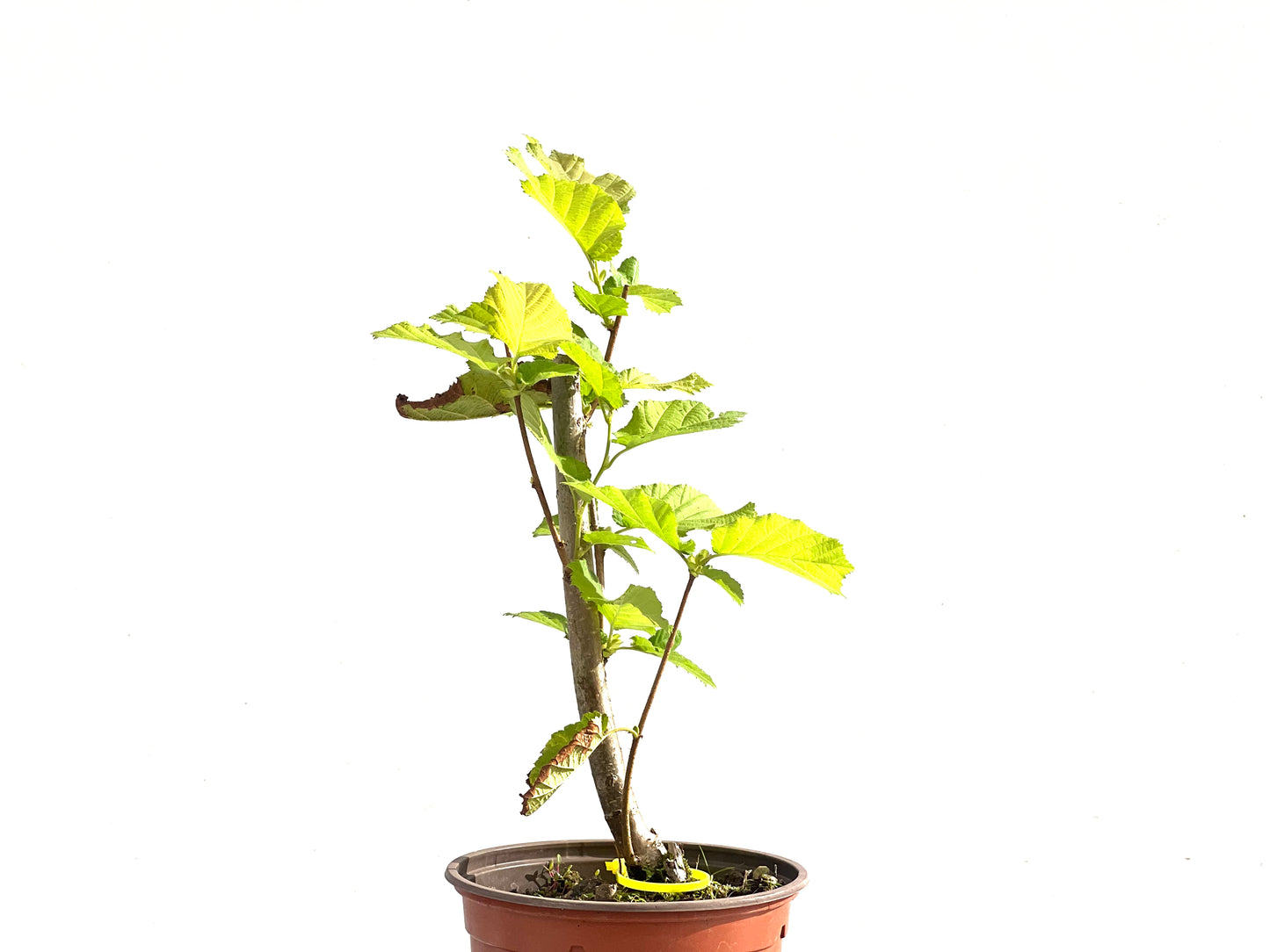Corylus 2516