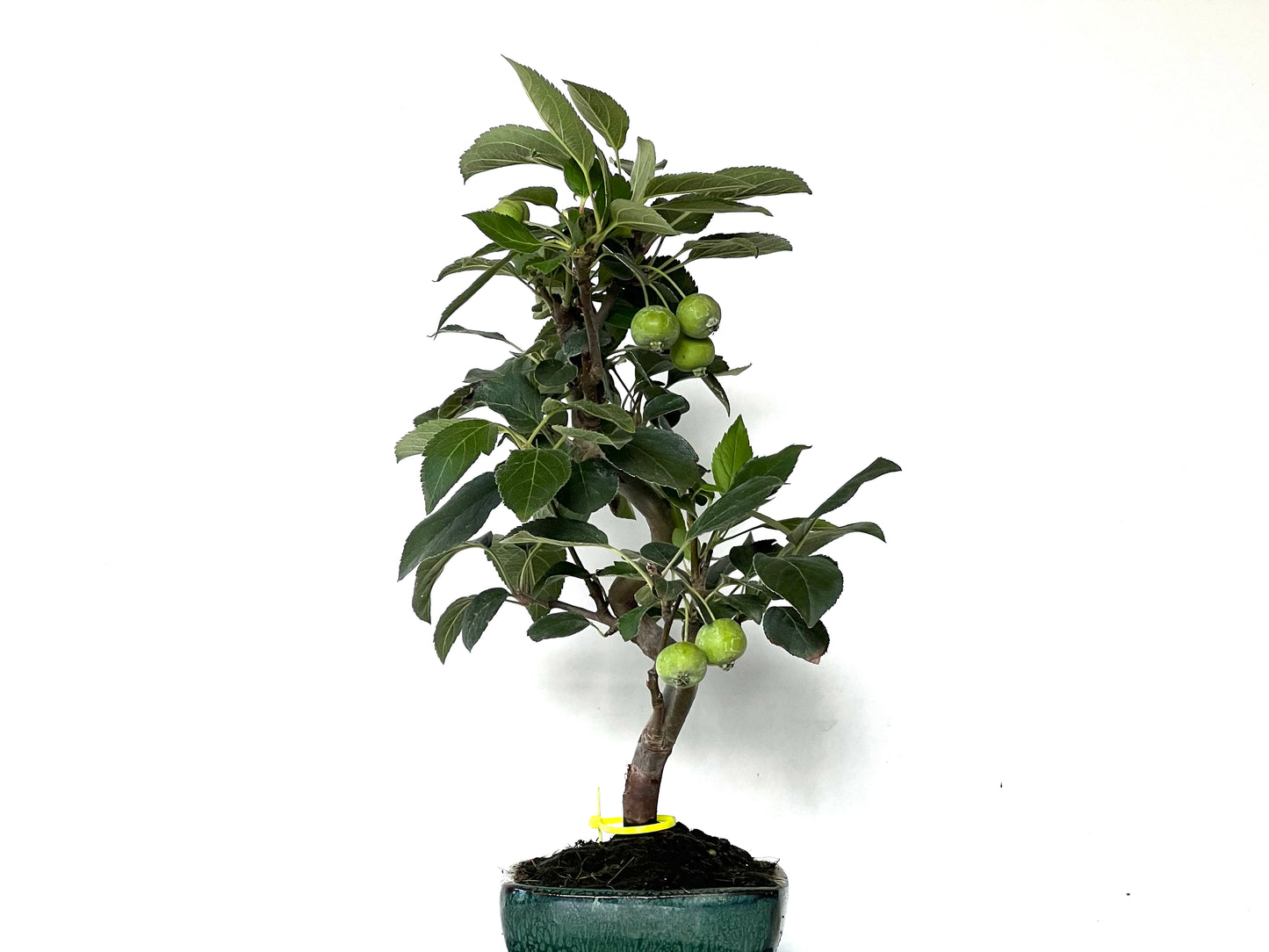 Malus Everest 0134