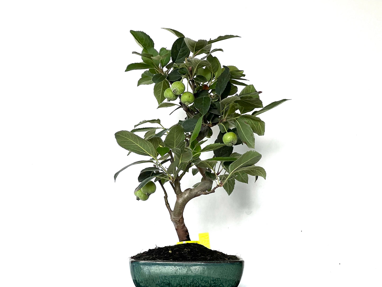 Malus Everest 0134