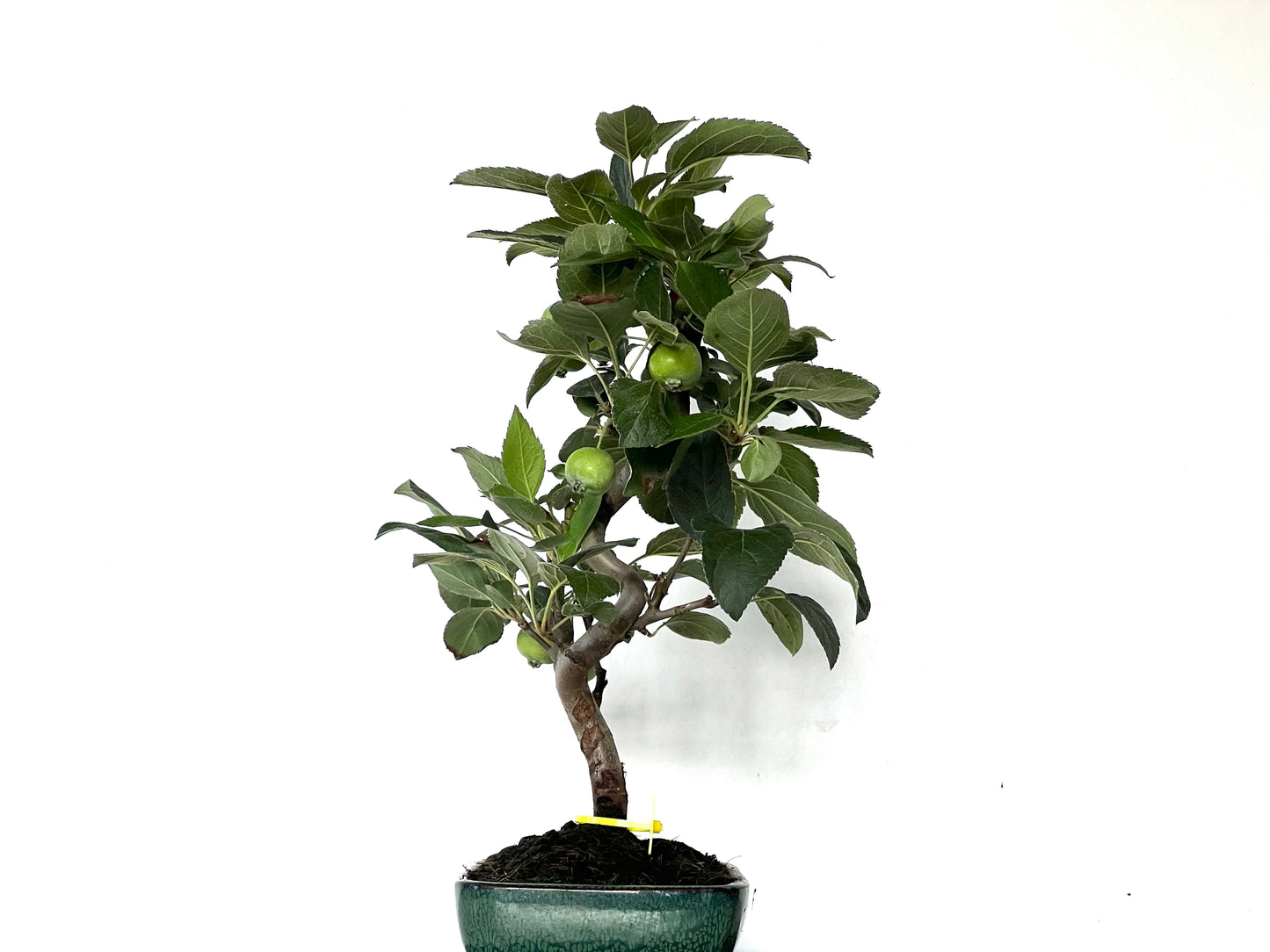 Malus Everest 0134