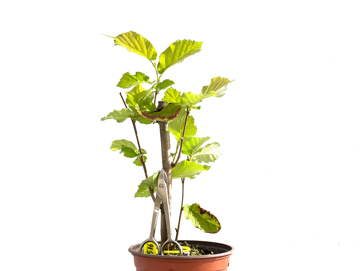 Corylus 2516