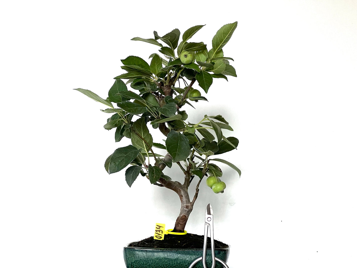 Malus Everest 0134