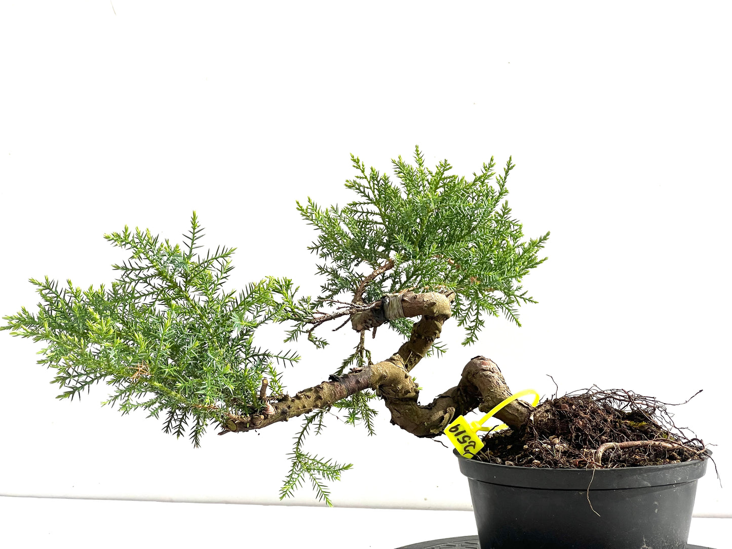Juniperus 2519