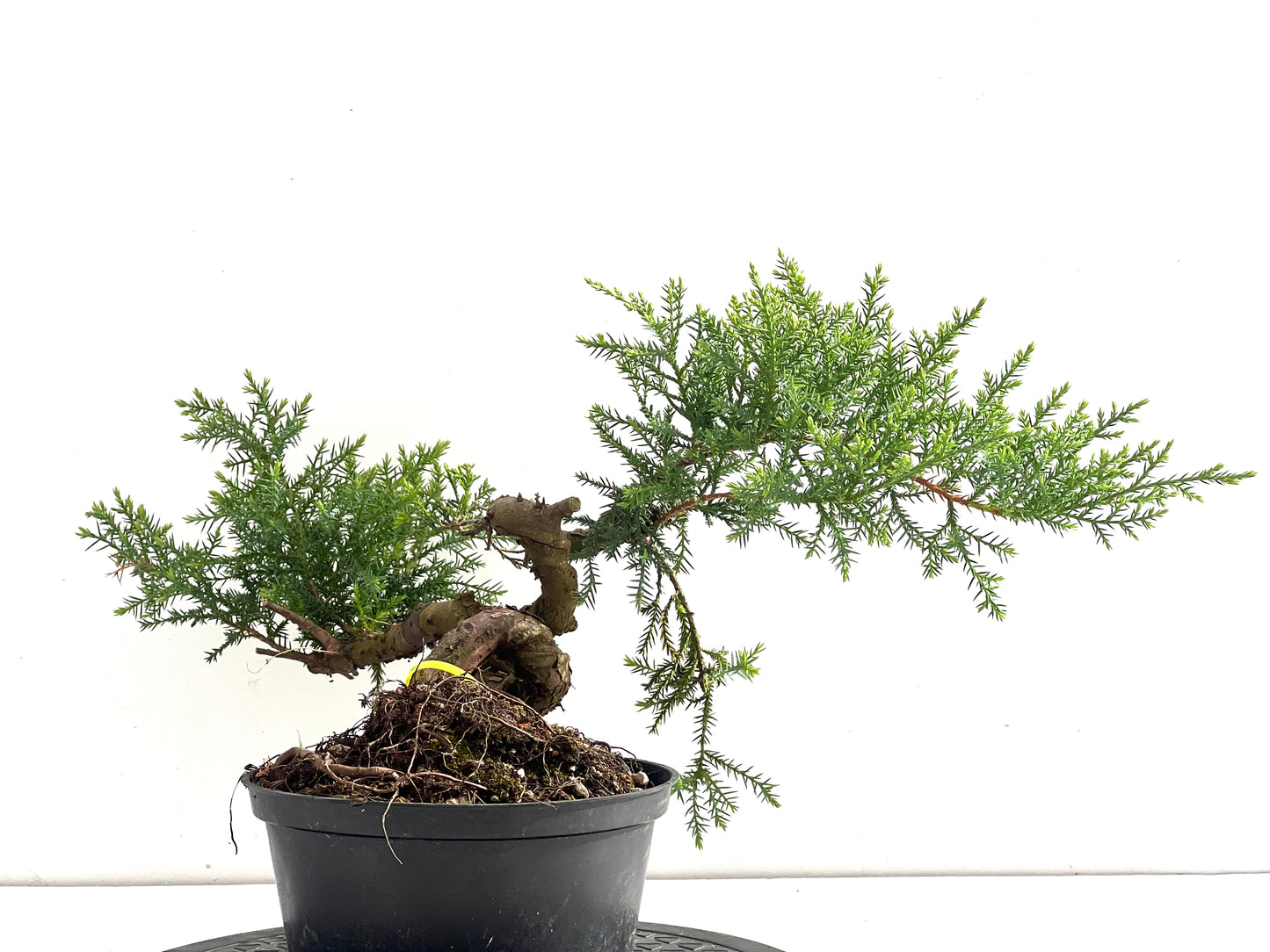 Juniperus 2519