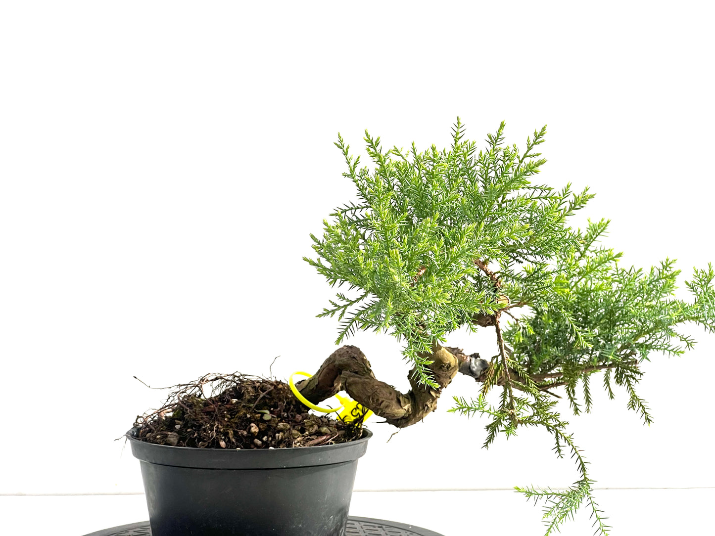 Juniperus 2519
