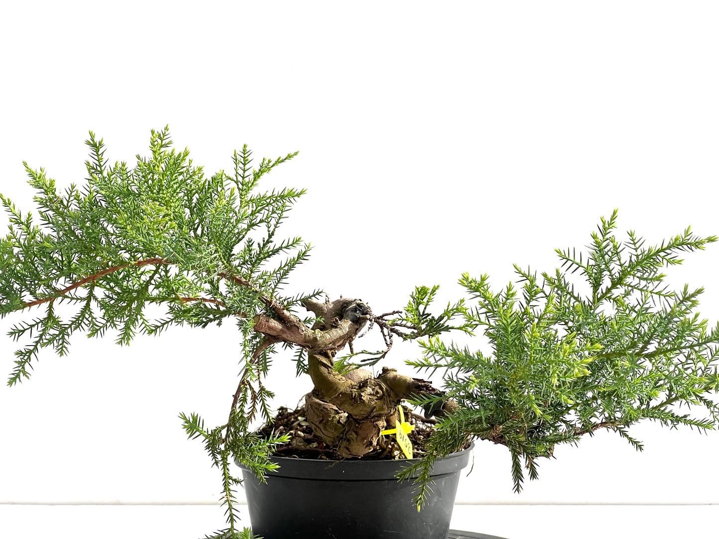 Juniperus 2519