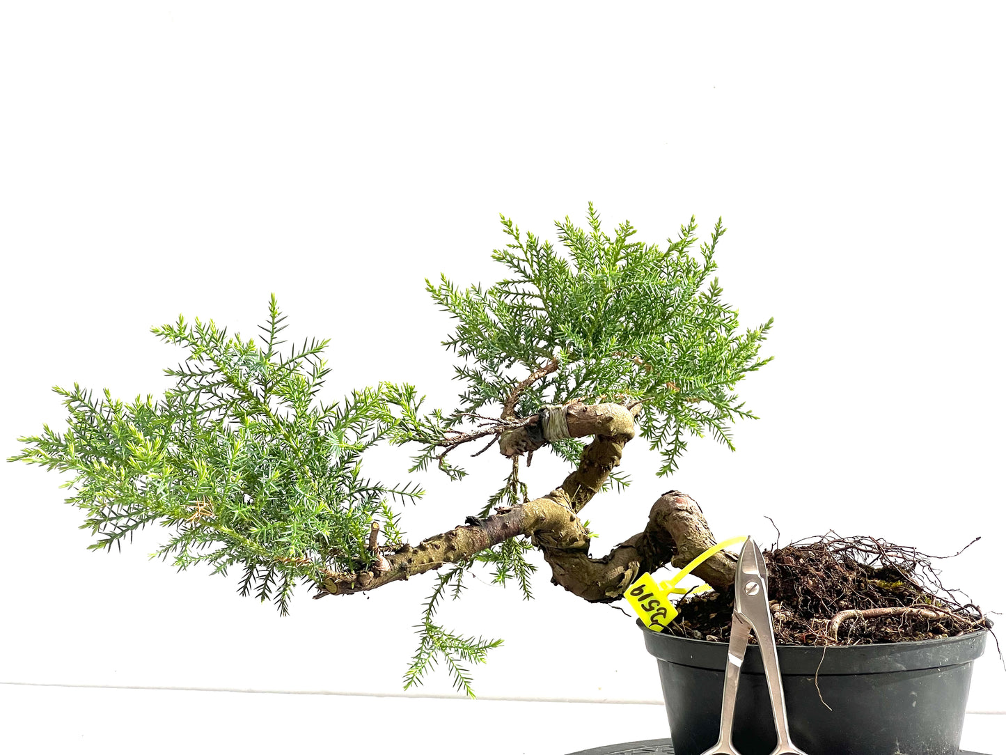 Juniperus 2519