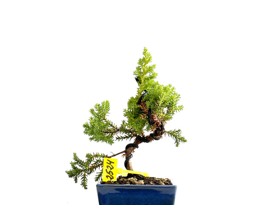 Juniperus Procumbens Nana 2524