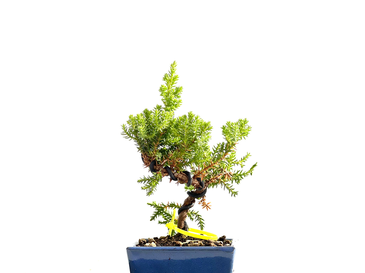 Juniperus Procumbens Nana 2524