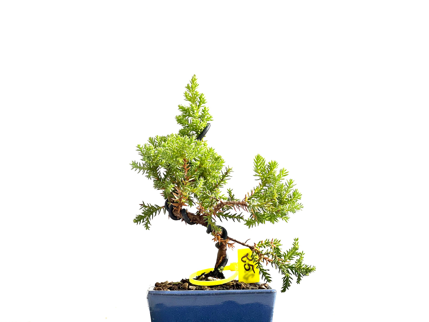 Juniperus Procumbens Nana 2524