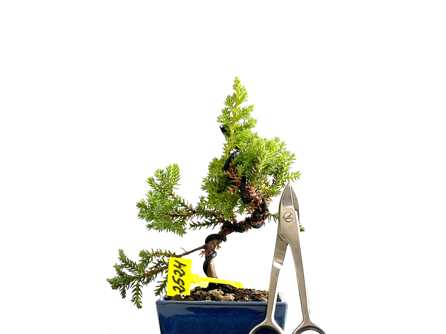 Juniperus Procumbens Nana 2524