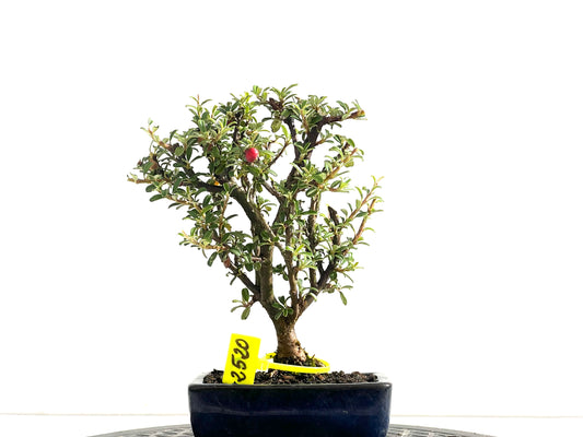Cotoneaster Microphyllus 2520