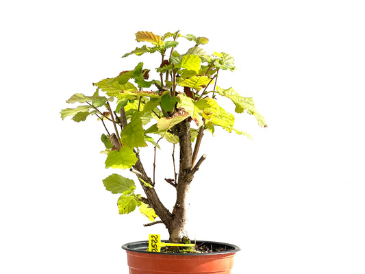 Corylus 2522