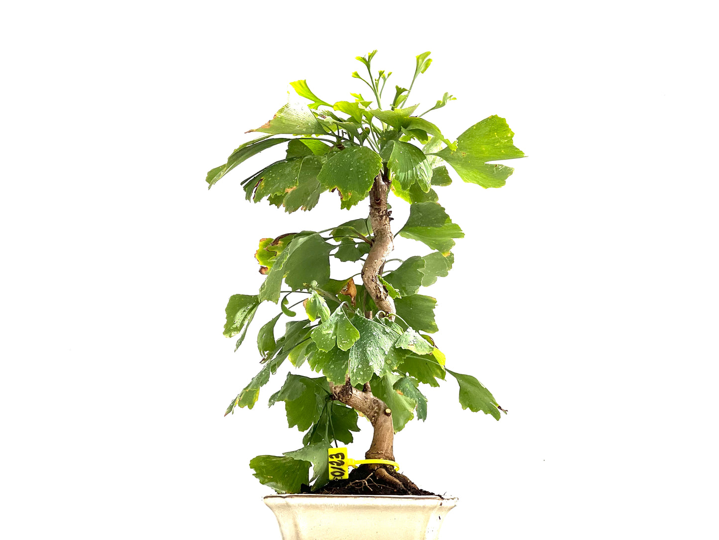 Ginkgo Biloba 0123