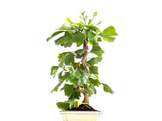Ginkgo Biloba 0123