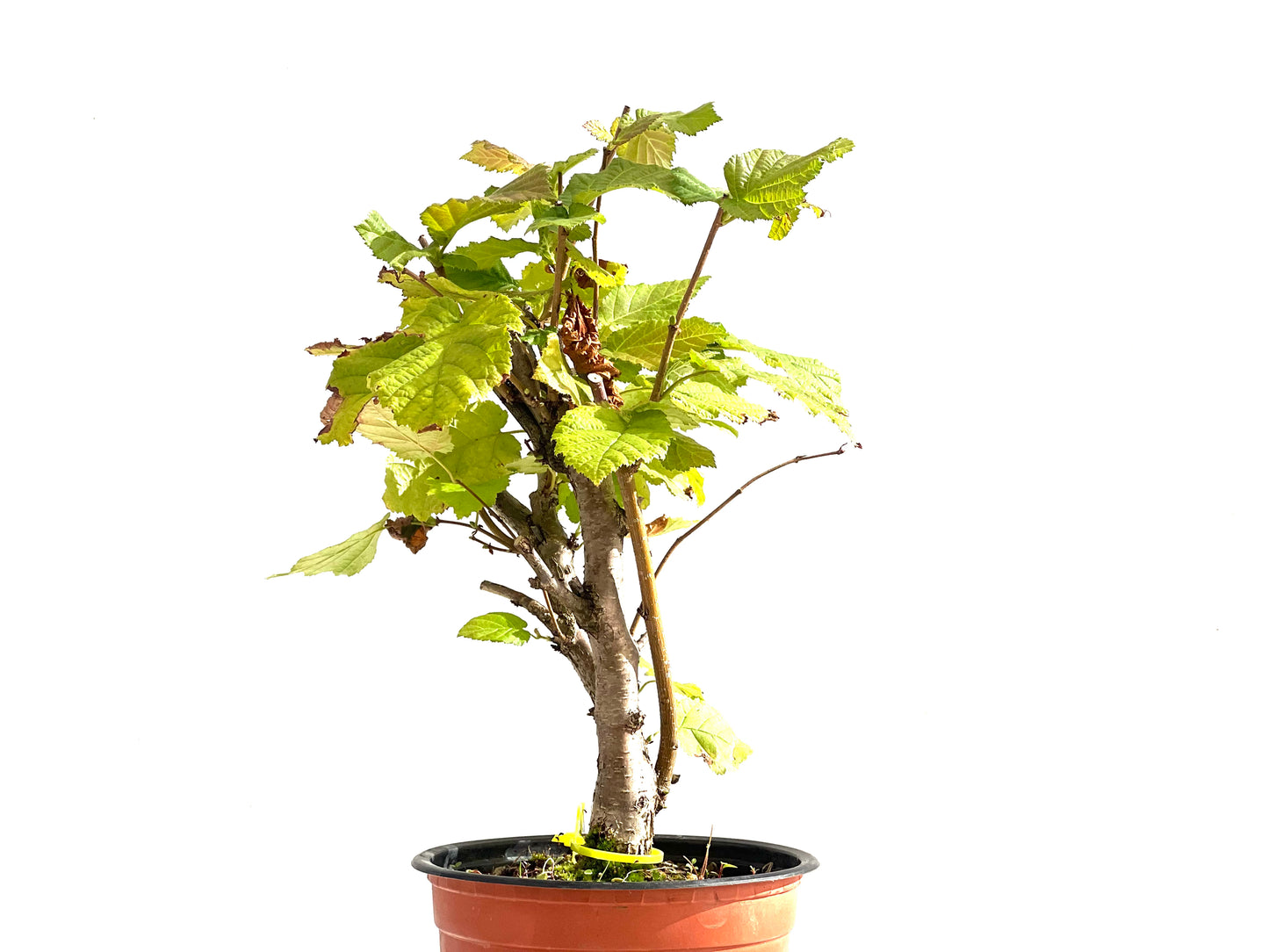 Corylus 2522