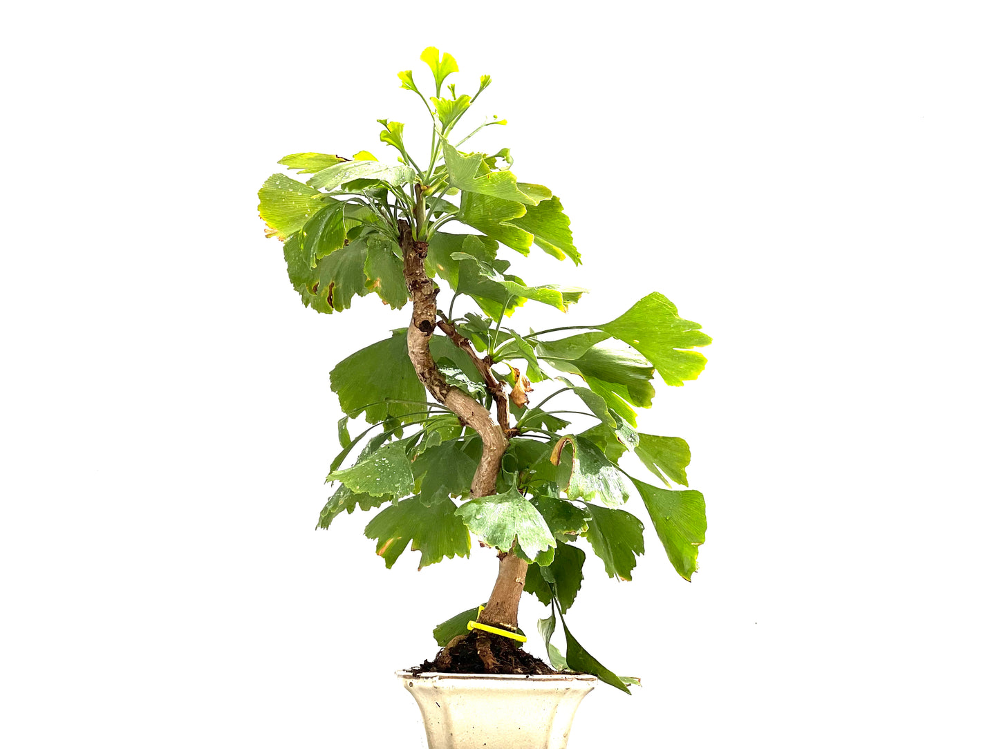 Ginkgo Biloba 0123