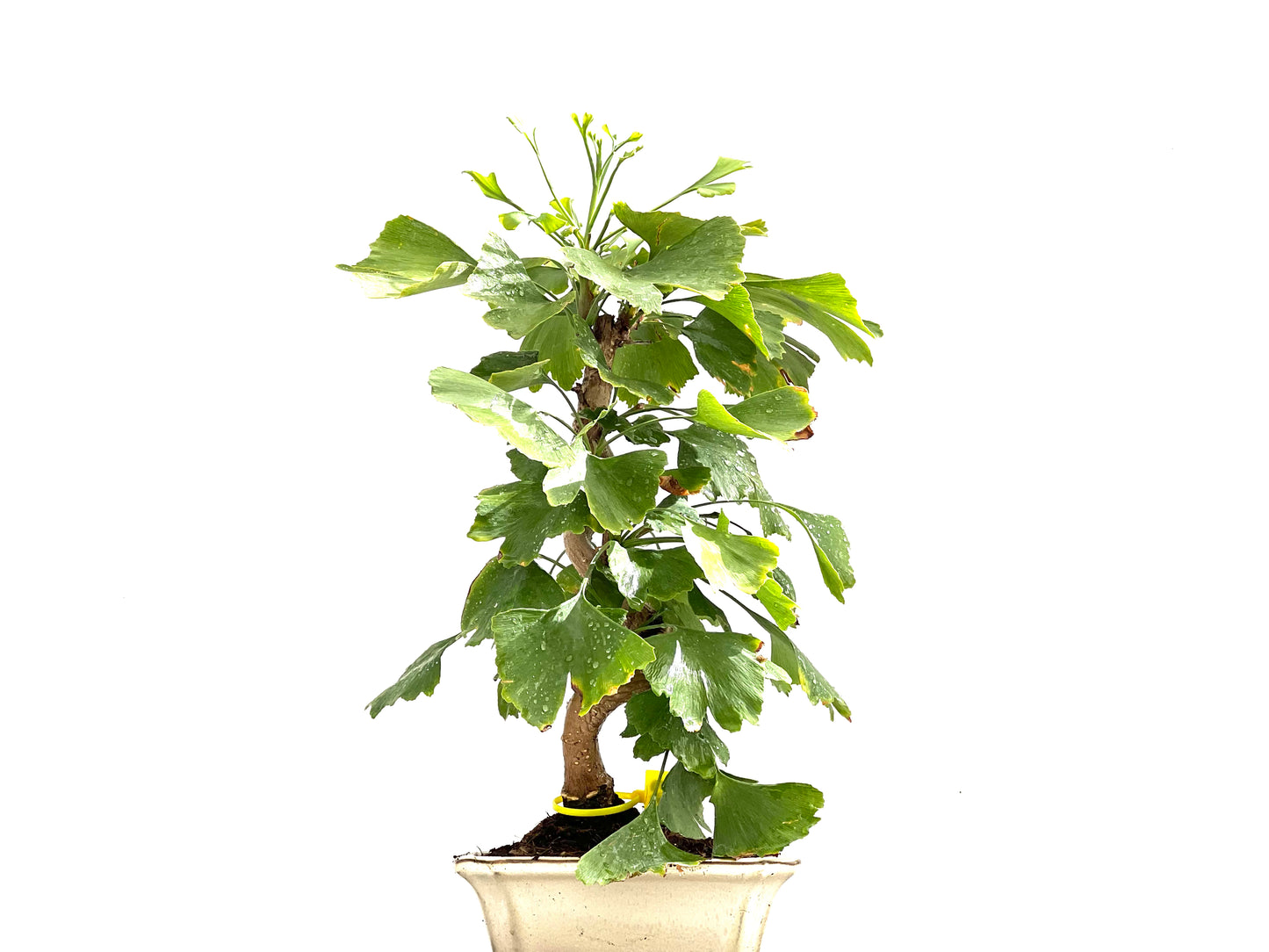 Ginkgo Biloba 0123