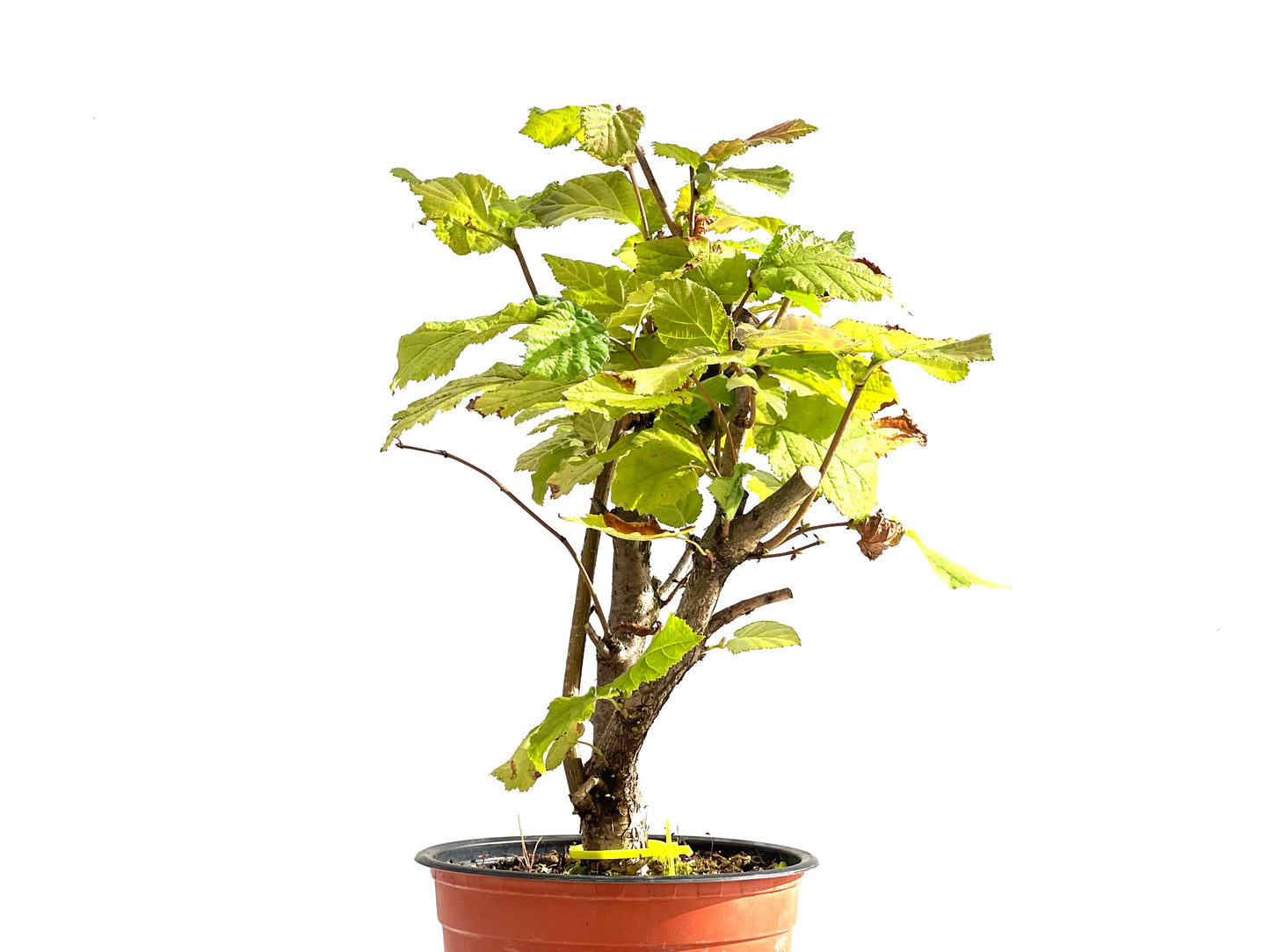 Corylus 2522