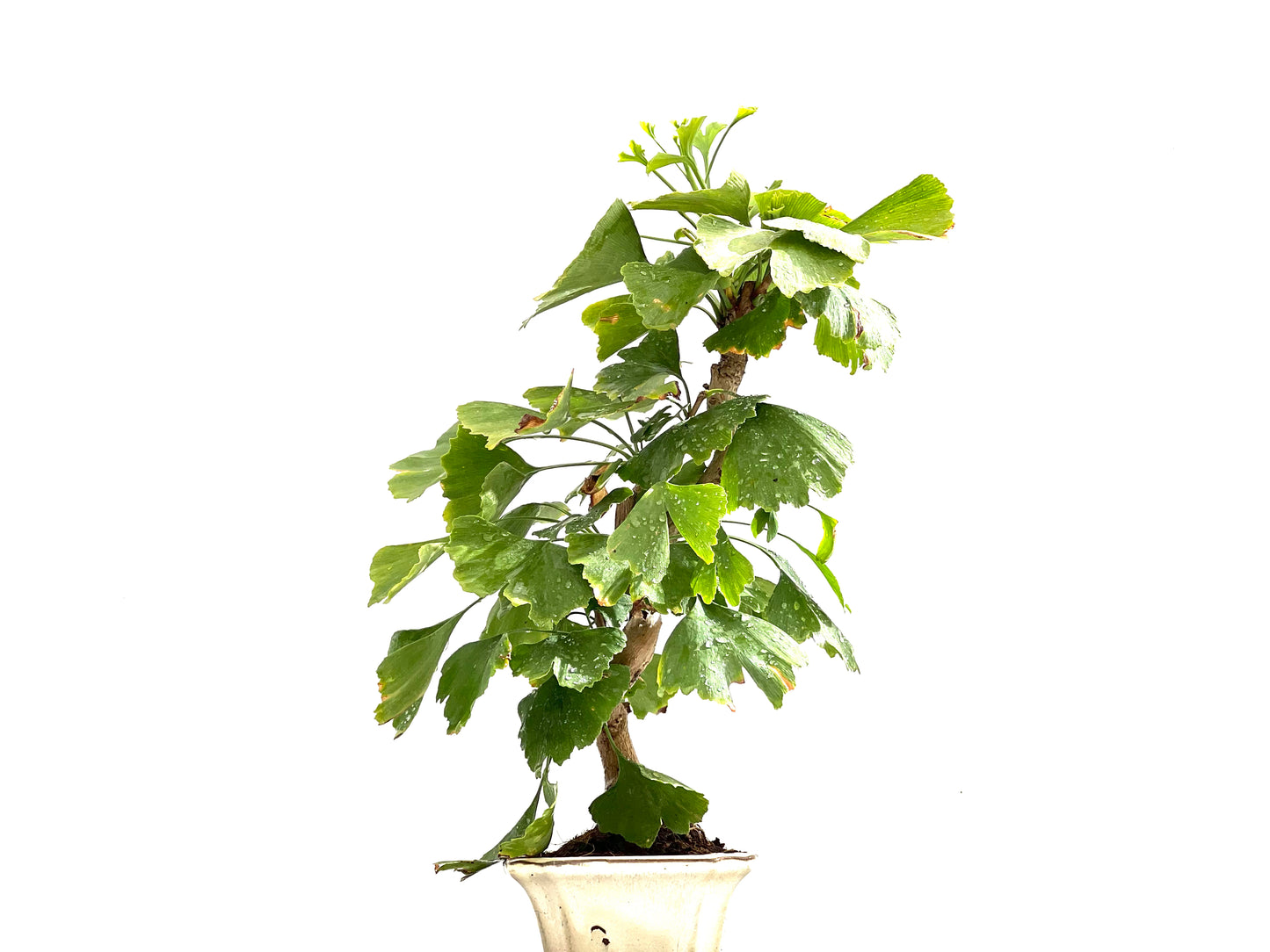 Ginkgo Biloba 0123