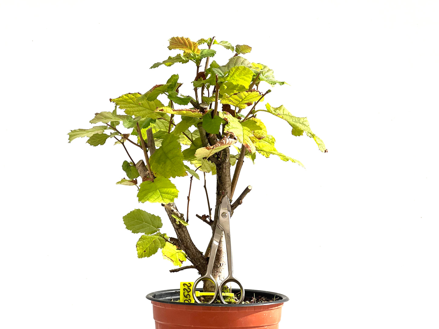Corylus 2522