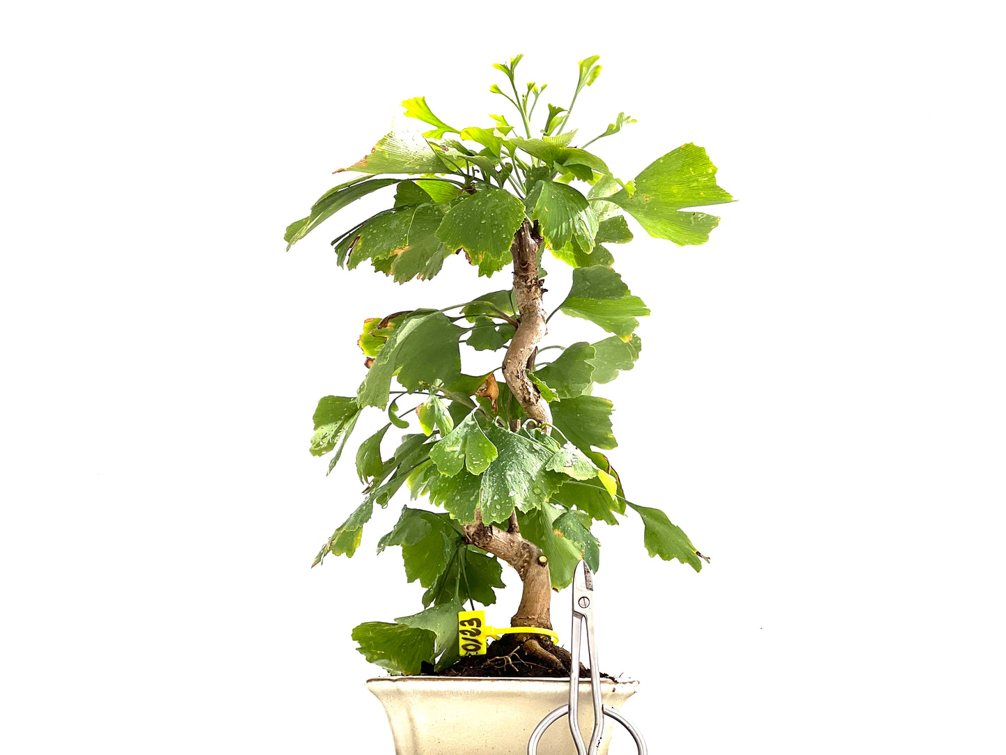Ginkgo Biloba 0123