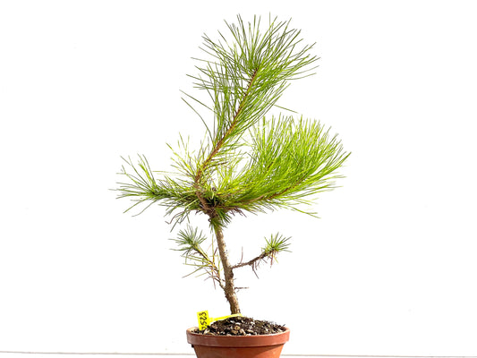 Pinus Thunbergii 2523