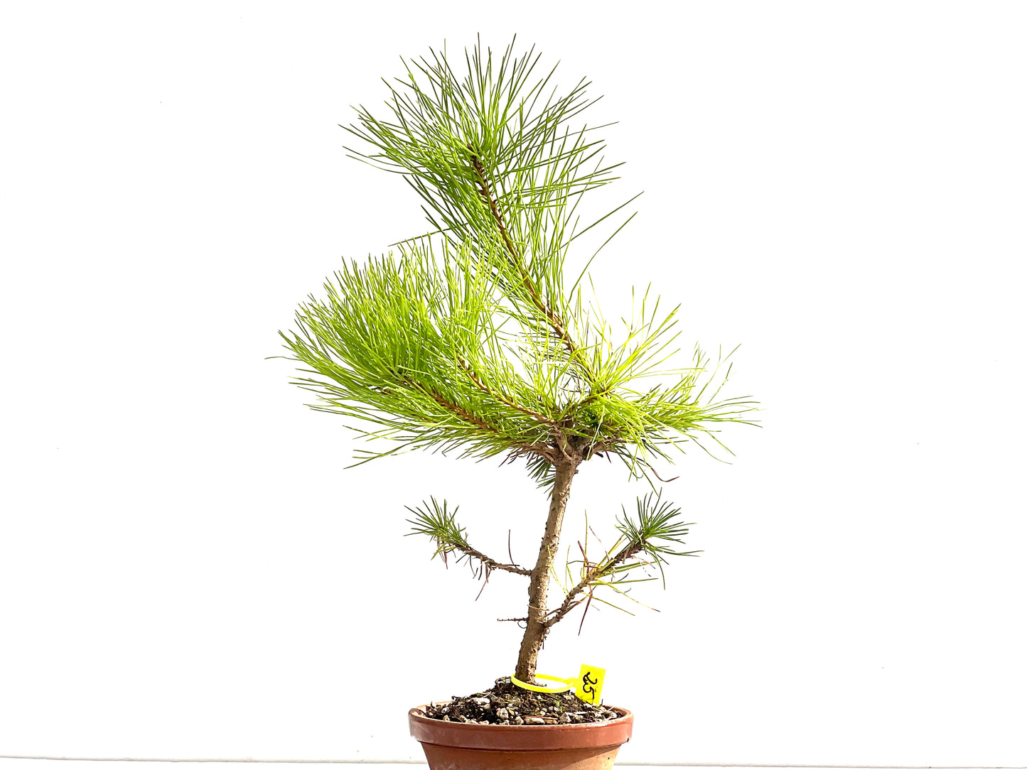 Pinus Thunbergii 2523
