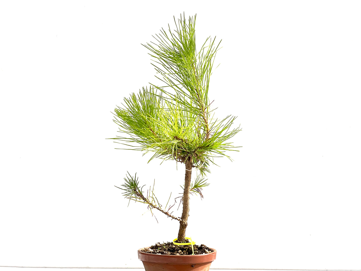Pinus Thunbergii 2523