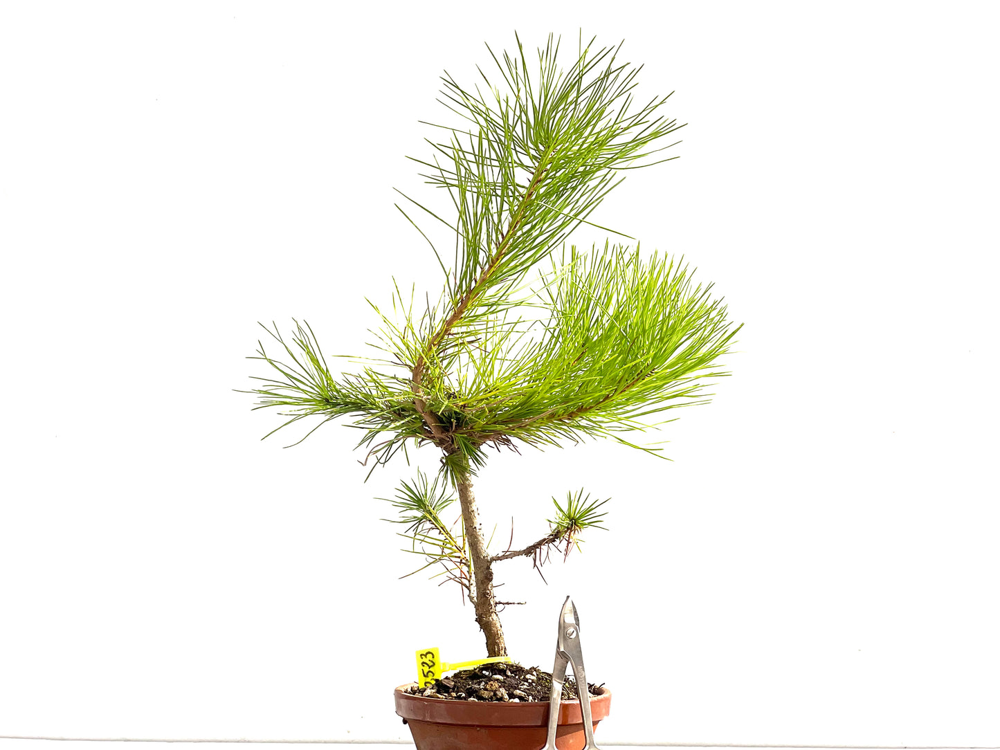 Pinus Thunbergii 2523