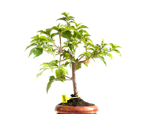 Buganvilla Glabra 2525