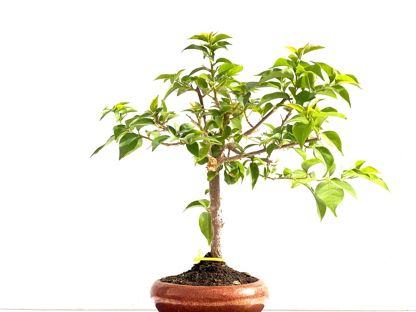 Buganvilla Glabra 2525