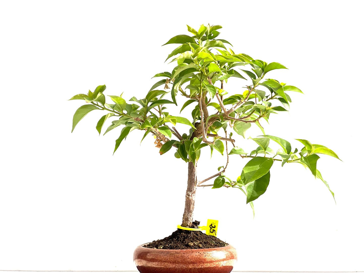 Buganvilla Glabra 2525