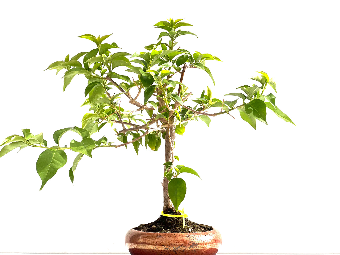 Buganvilla Glabra 2525