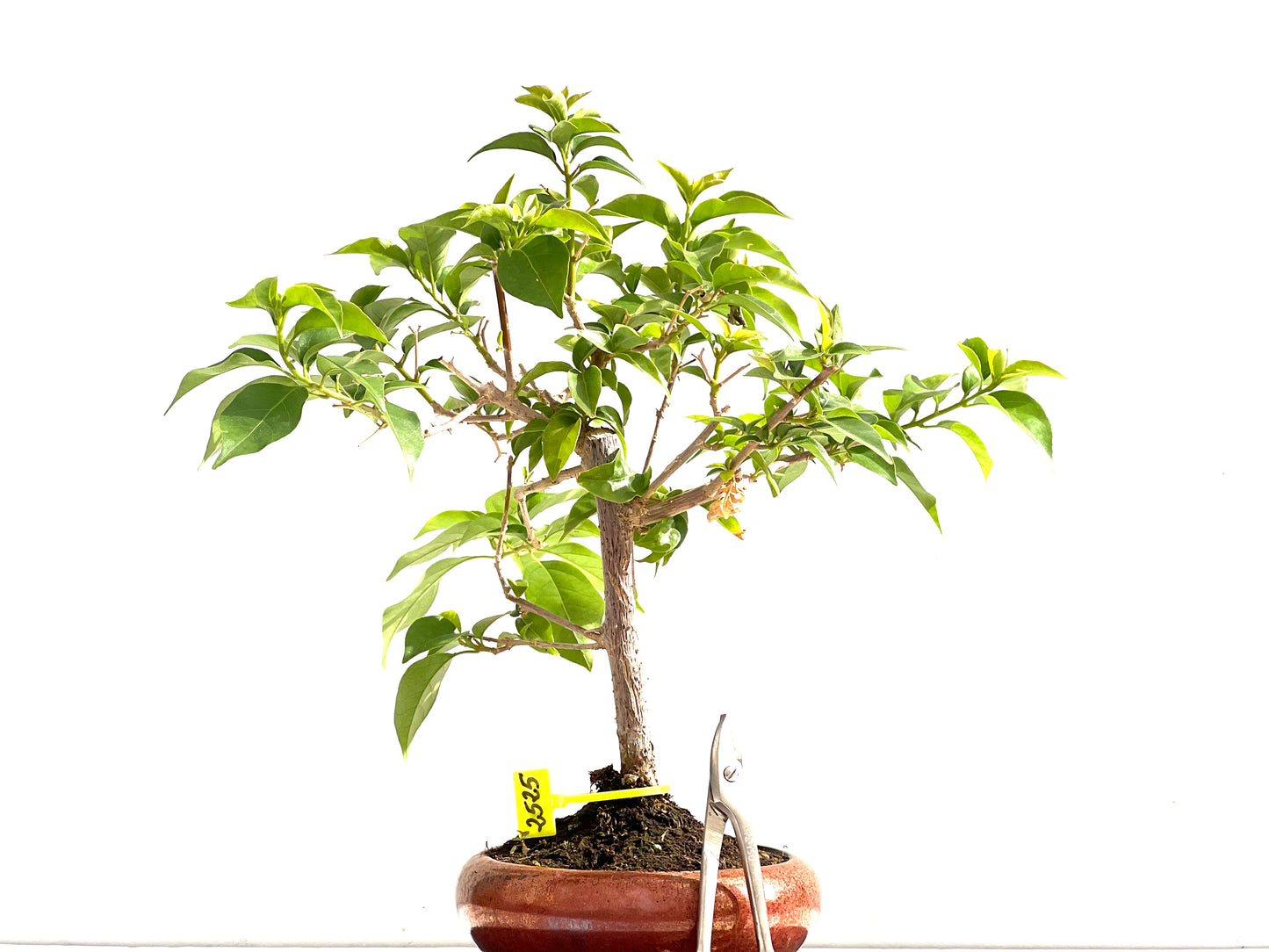 Buganvilla Glabra 2525