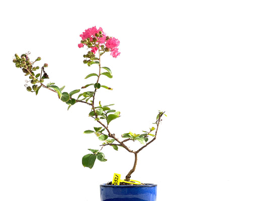 Lagerstroemia Indica 2521