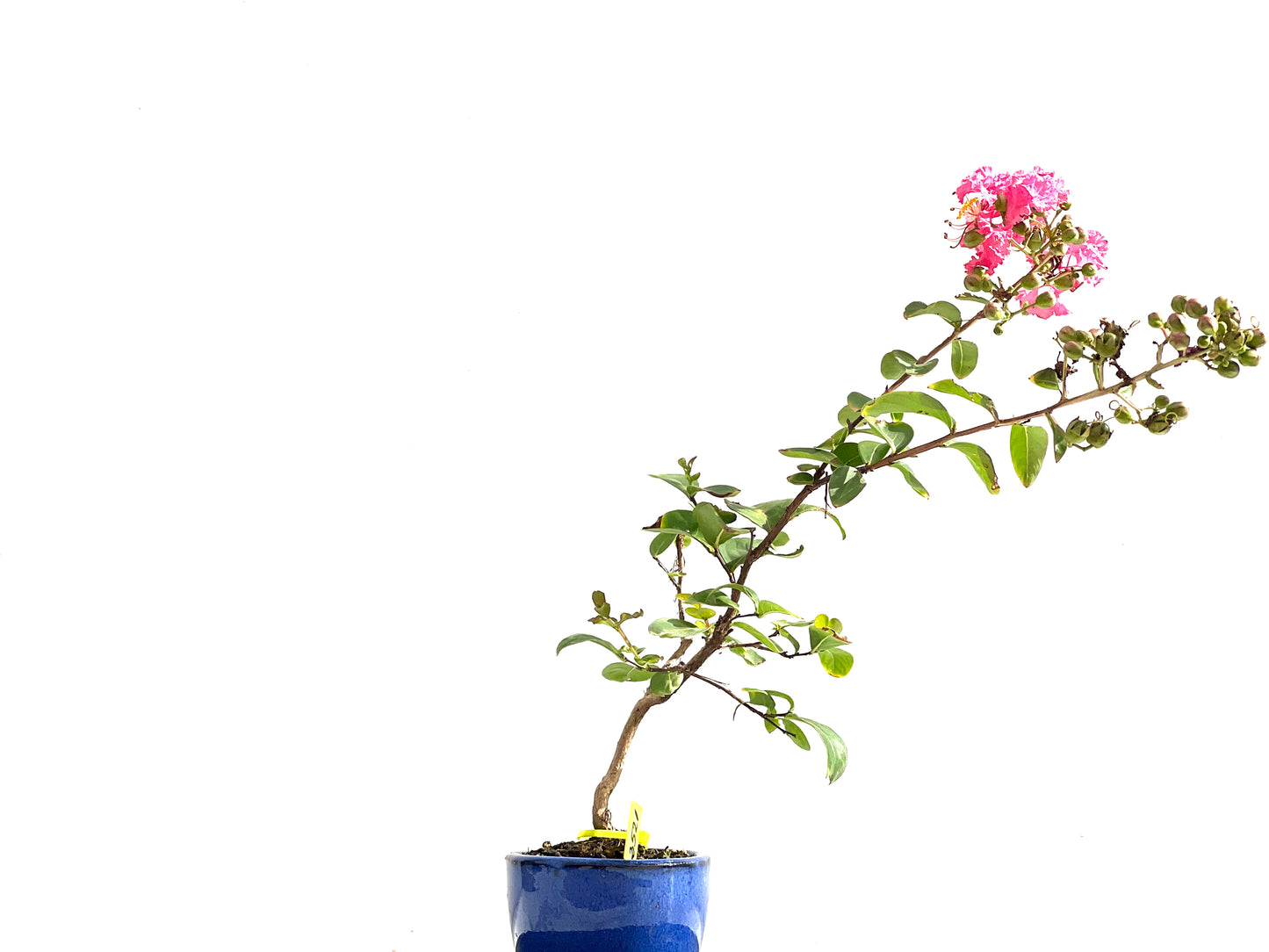 Lagerstroemia Indica 2521