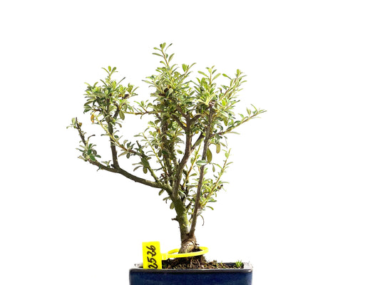 Cotoneaster Microphyllus 2526