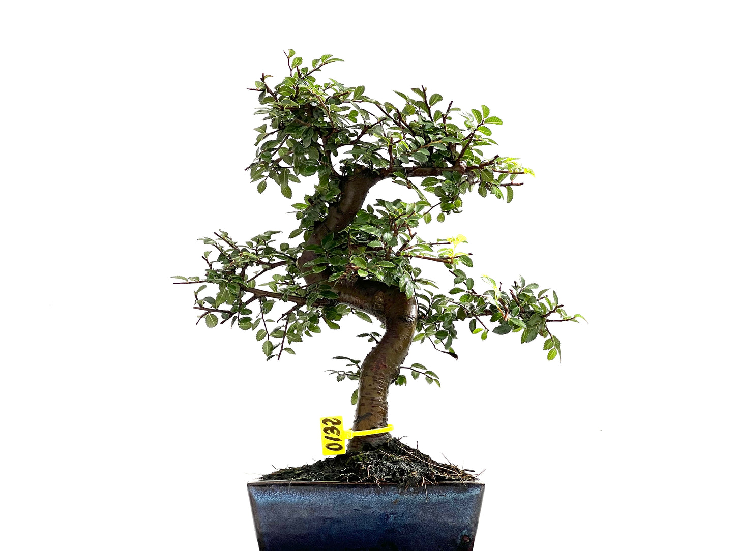 Ulmus Parvifolia 0132