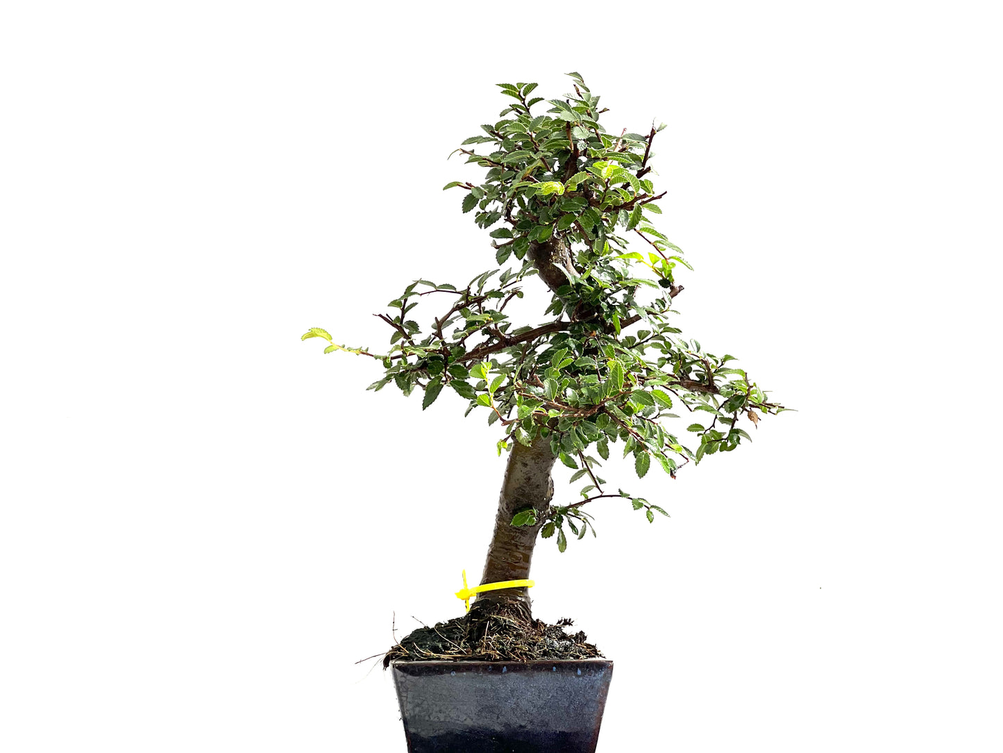 Ulmus Parvifolia 0132