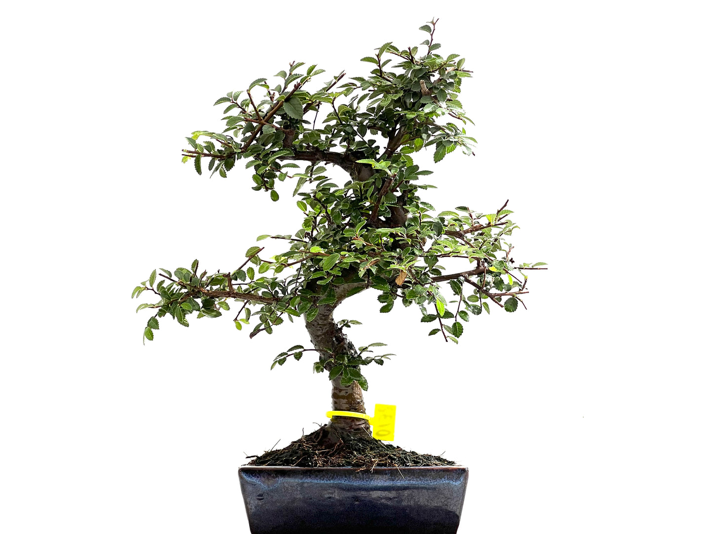 Ulmus Parvifolia 0132