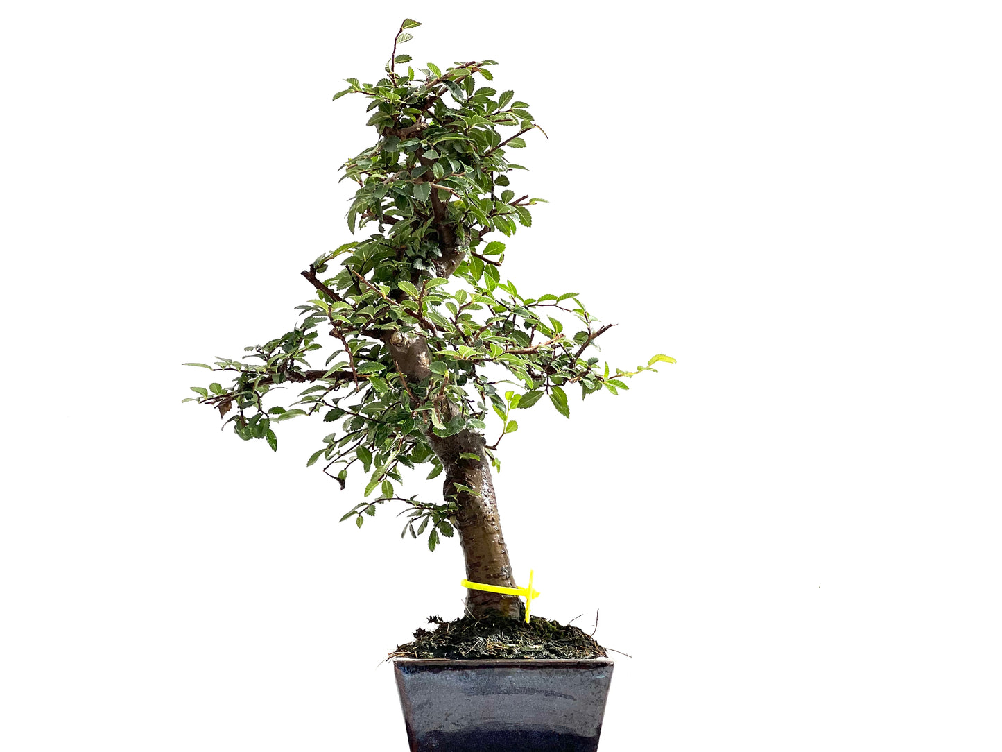 Ulmus Parvifolia 0132