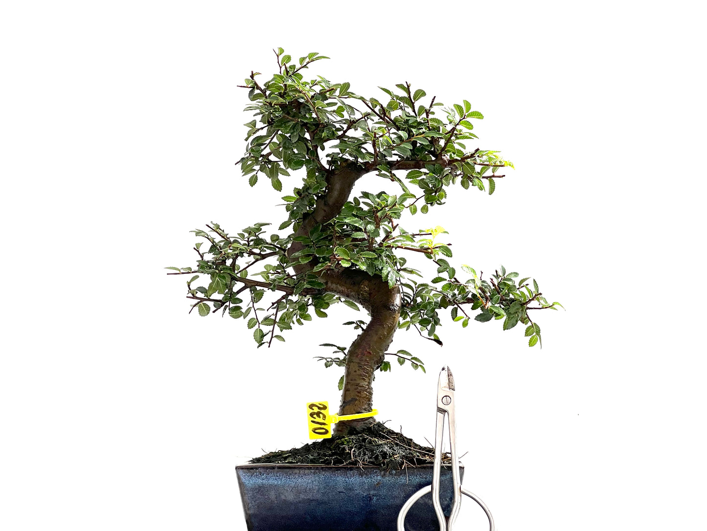 Ulmus Parvifolia 0132