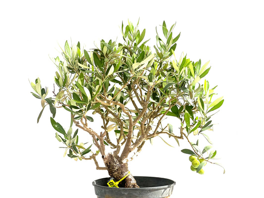 Olea Europaea 2527