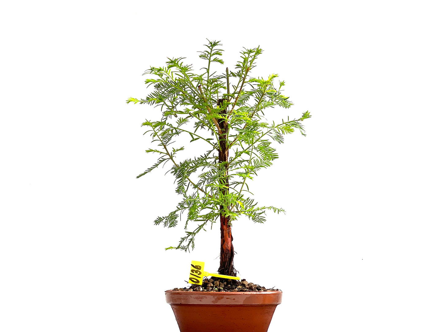 Taxodium 0136