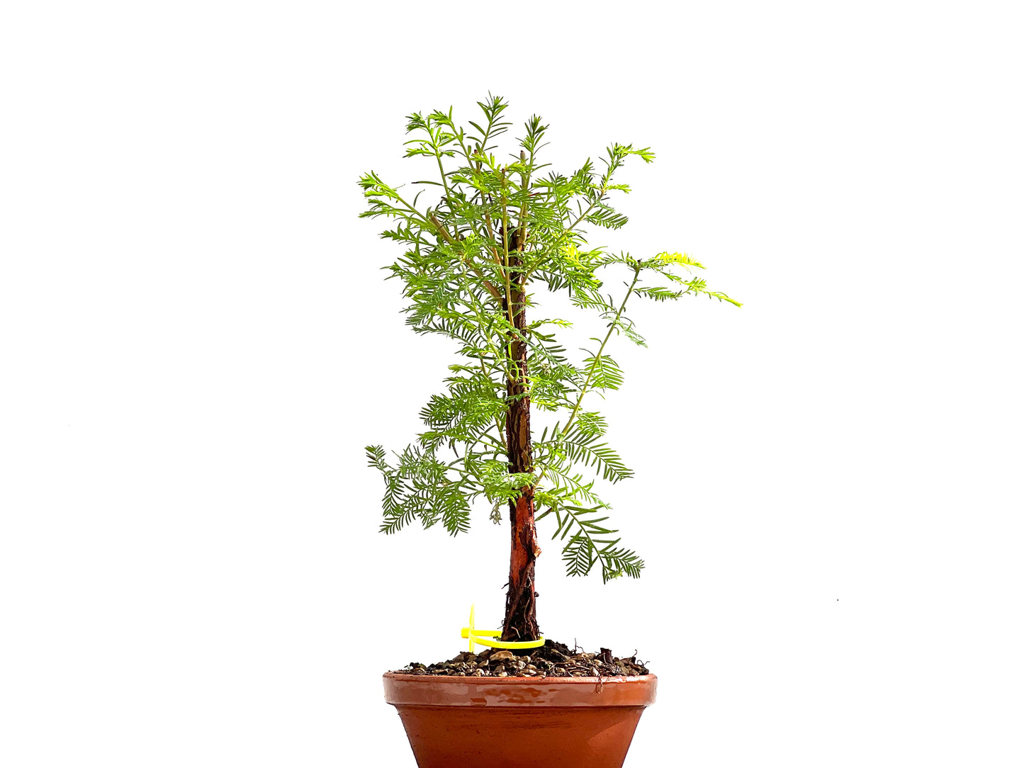 Taxodium 0136